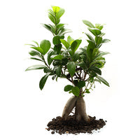 Everything you need to know about Ginseng