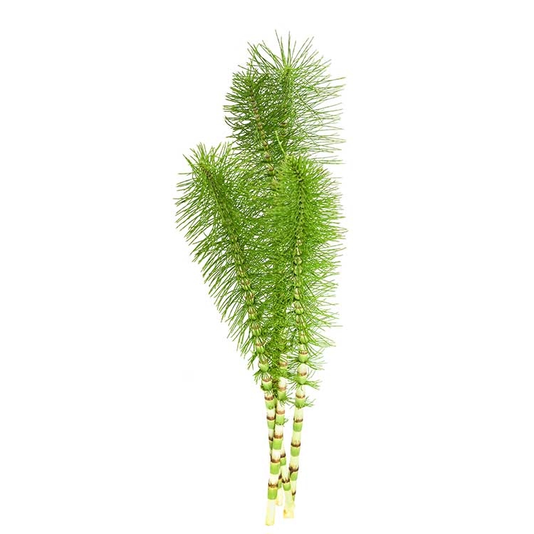 horsetail